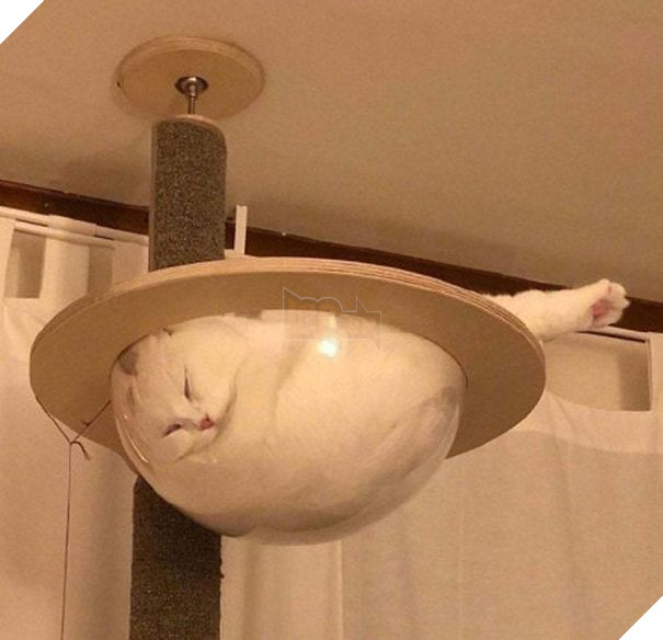 12 bằng chứng cho thấy mèo là lũ &quot;tự nhiên như ruồi&quot;, bạ đâu cũng lăn ra ngủ được! - Ảnh 11.