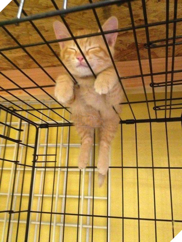 12 bằng chứng cho thấy mèo là lũ &quot;tự nhiên như ruồi&quot;, bạ đâu cũng lăn ra ngủ được! - Ảnh 4.