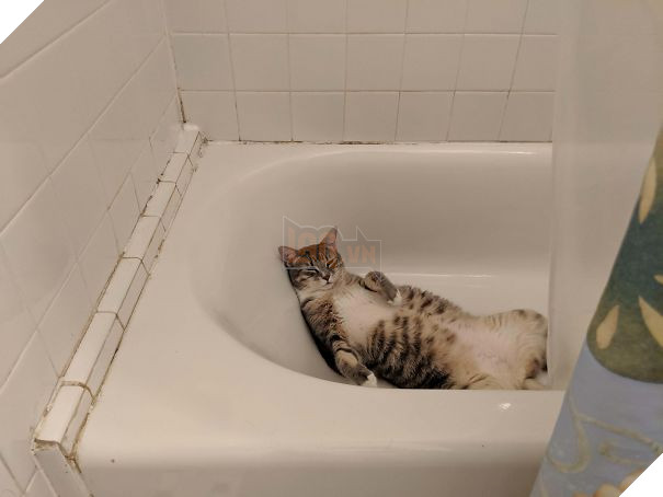 12 bằng chứng cho thấy mèo là lũ &quot;tự nhiên như ruồi&quot;, bạ đâu cũng lăn ra ngủ được! - Ảnh 19.