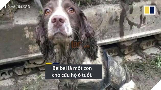 CHÚ CHÓ CỨU MẠNG 6 NGƯỜI MẮC KẸT TRONG VỤ SẬP KHÁCH SẠN CÁCH LY TẠI TRUNG QUỐC! 2