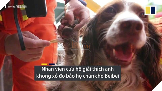 CHÚ CHÓ CỨU MẠNG 6 NGƯỜI MẮC KẸT TRONG VỤ SẬP KHÁCH SẠN CÁCH LY TẠI TRUNG QUỐC! 5