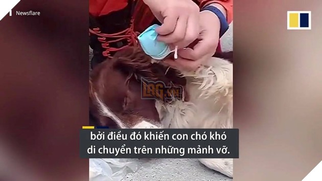 CHÚ CHÓ CỨU MẠNG 6 NGƯỜI MẮC KẸT TRONG VỤ SẬP KHÁCH SẠN CÁCH LY TẠI TRUNG QUỐC! 6