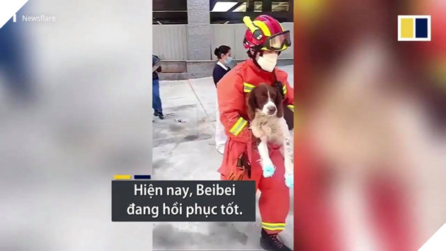 CHÚ CHÓ CỨU MẠNG 6 NGƯỜI MẮC KẸT TRONG VỤ SẬP KHÁCH SẠN CÁCH LY TẠI TRUNG QUỐC! 8