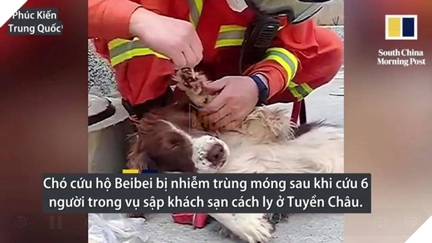 CHÚ CHÓ CỨU MẠNG 6 NGƯỜI MẮC KẸT TRONG VỤ SẬP KHÁCH SẠN CÁCH LY TẠI TRUNG QUỐC! 4