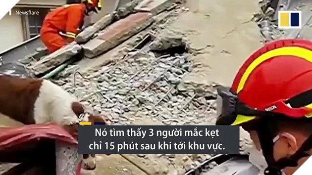 CHÚ CHÓ CỨU MẠNG 6 NGƯỜI MẮC KẸT TRONG VỤ SẬP KHÁCH SẠN CÁCH LY TẠI TRUNG QUỐC! 3
