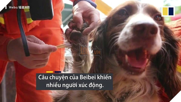 CHÚ CHÓ CỨU MẠNG 6 NGƯỜI MẮC KẸT TRONG VỤ SẬP KHÁCH SẠN CÁCH LY TẠI TRUNG QUỐC! 9