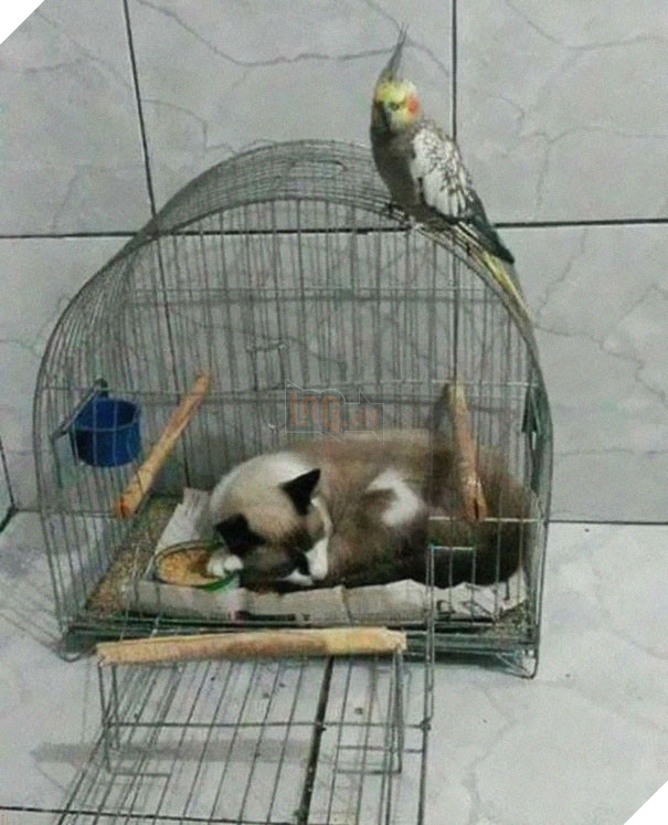 12 bằng chứng cho thấy mèo là lũ &quot;tự nhiên như ruồi&quot;, bạ đâu cũng lăn ra ngủ được! - Ảnh 6.