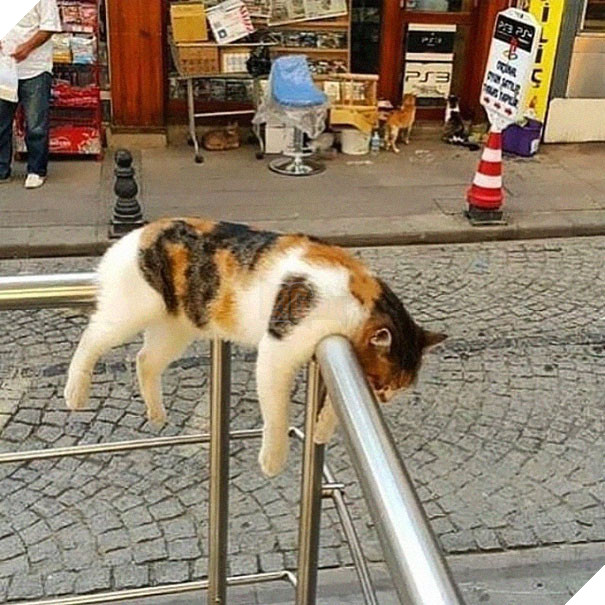 12 bằng chứng cho thấy mèo là lũ &quot;tự nhiên như ruồi&quot;, bạ đâu cũng lăn ra ngủ được! - Ảnh 1.