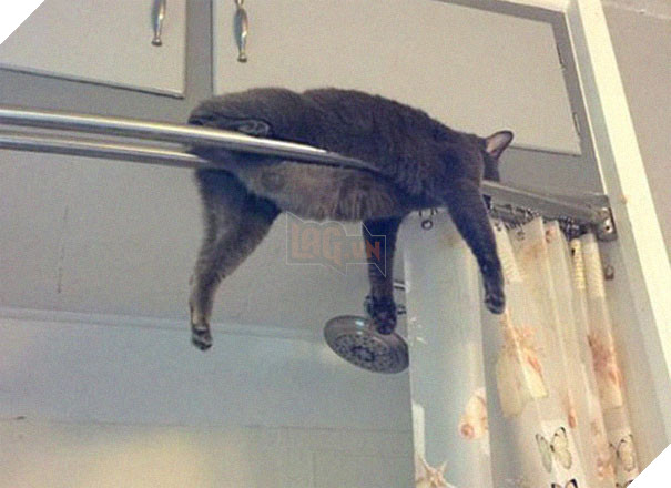 12 bằng chứng cho thấy mèo là lũ &quot;tự nhiên như ruồi&quot;, bạ đâu cũng lăn ra ngủ được! - Ảnh 2.