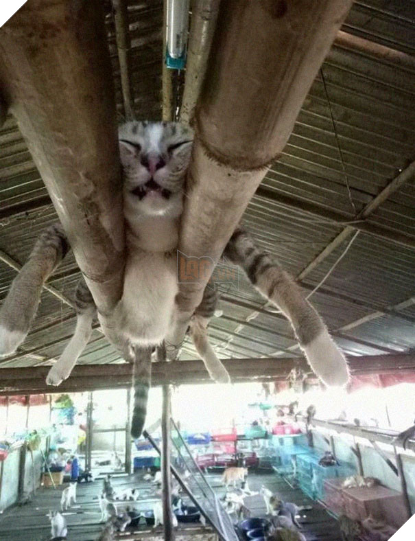 12 bằng chứng cho thấy mèo là lũ &quot;tự nhiên như ruồi&quot;, bạ đâu cũng lăn ra ngủ được! - Ảnh 3.