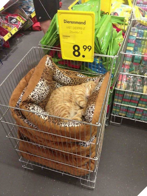 12 bằng chứng cho thấy mèo là lũ &quot;tự nhiên như ruồi&quot;, bạ đâu cũng lăn ra ngủ được! - Ảnh 13.