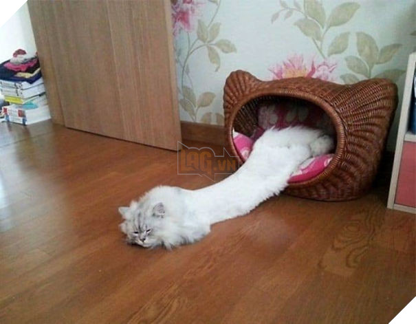 12 bằng chứng cho thấy mèo là lũ &quot;tự nhiên như ruồi&quot;, bạ đâu cũng lăn ra ngủ được! - Ảnh 17.