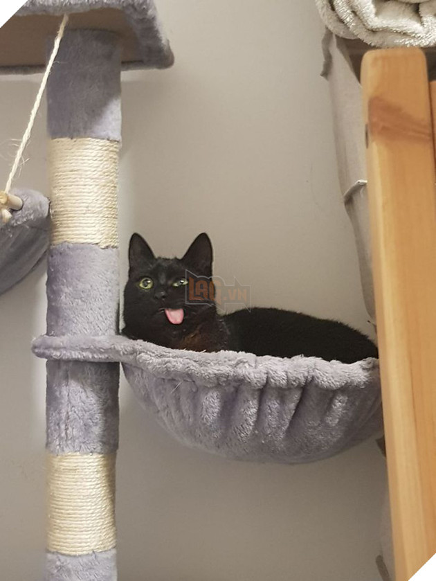 Bị chó cắn hỏng mặt, mèo &quot;pờ lè&quot; thoát chết rồi trở thành ngôi sao mạng nhờ biểu cảm có 1-không-2 - Ảnh 3.