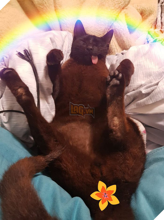 Bị chó cắn hỏng mặt, mèo &quot;pờ lè&quot; thoát chết rồi trở thành ngôi sao mạng nhờ biểu cảm có 1-không-2 - Ảnh 15.