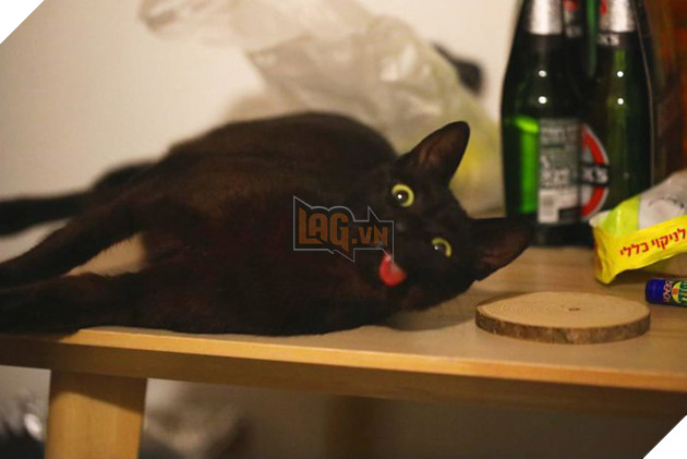 Bị chó cắn hỏng mặt, mèo &quot;pờ lè&quot; thoát chết rồi trở thành ngôi sao mạng nhờ biểu cảm có 1-không-2 - Ảnh 5.