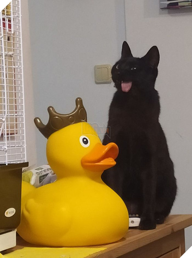 Bị chó cắn hỏng mặt, mèo &quot;pờ lè&quot; thoát chết rồi trở thành ngôi sao mạng nhờ biểu cảm có 1-không-2 - Ảnh 10.