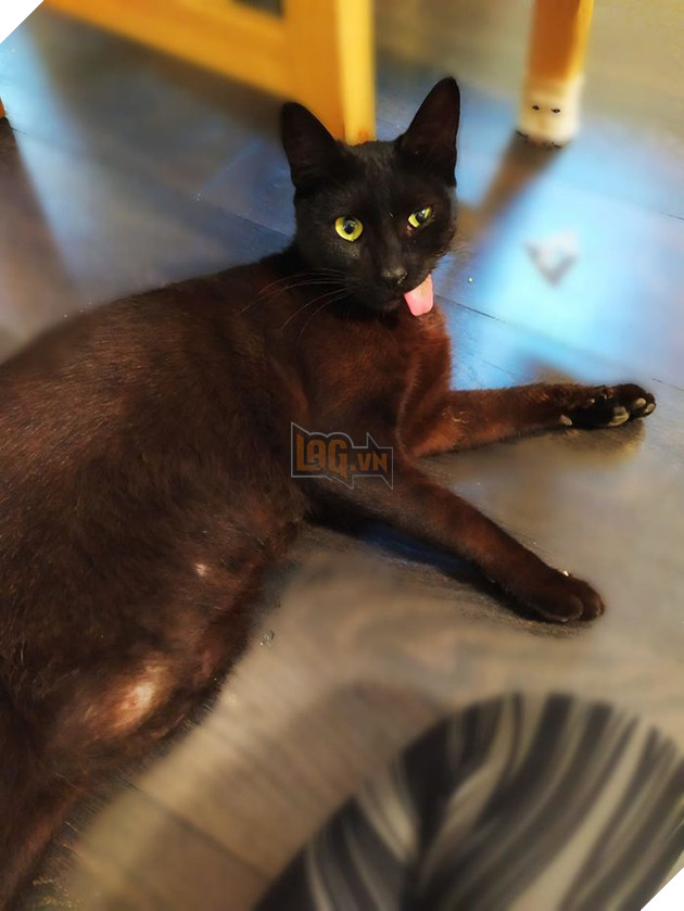 Bị chó cắn hỏng mặt, mèo &quot;pờ lè&quot; thoát chết rồi trở thành ngôi sao mạng nhờ biểu cảm có 1-không-2 - Ảnh 12.