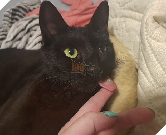 Bị chó cắn hỏng mặt, mèo &quot;pờ lè&quot; thoát chết rồi trở thành ngôi sao mạng nhờ biểu cảm có 1-không-2 - Ảnh 9.