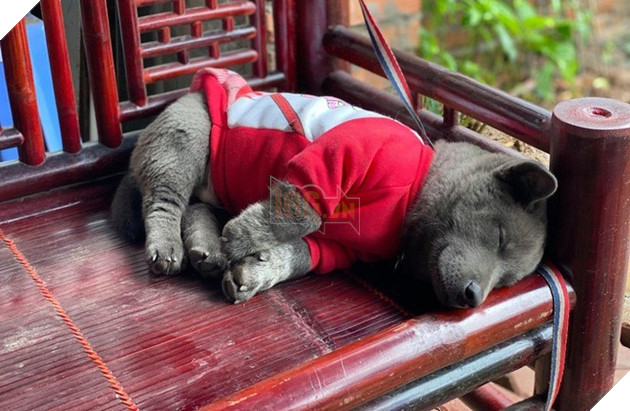  
Chắc chỉ mỗi lúc đi ngủ là Dúi trông "bình yên" nhất đấy! (Ảnh: Gấu Mèo Bắc Mỹ)