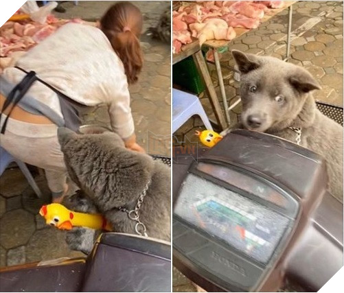  
Đi chợ cũng phải thần thái đấy nhé! (Ảnh: Gấu Mèo Bắc Mỹ)