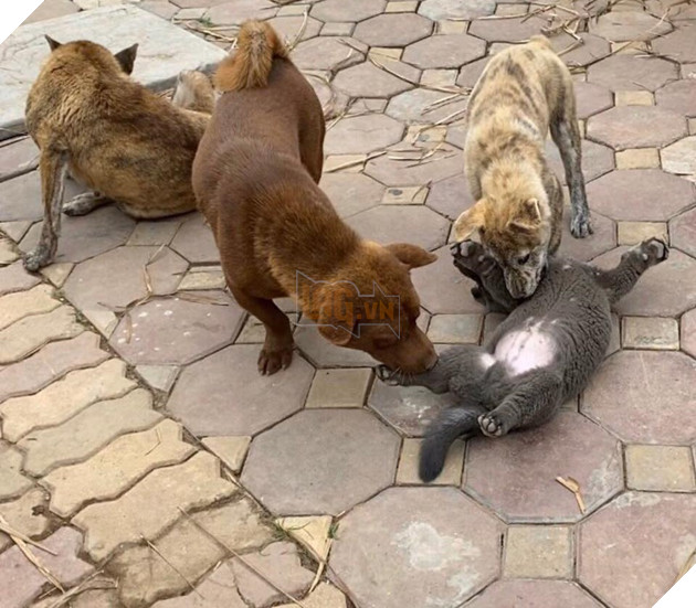  
Biểu cảm "đáng ghét" quá nên Dúi ta thường xuyên bị bạn bè "đánh hội đồng". (Ảnh: Gấu Mèo Bắc Mỹ)