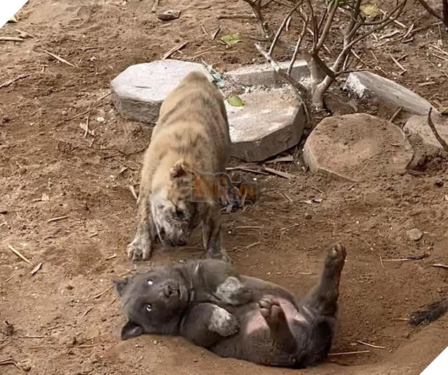  
Ơ... Định làm gì Dúi đấy?! (Ảnh: Gấu Mèo Bắc Mỹ)