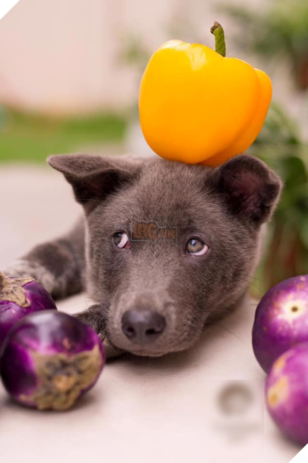 Idol Nguyễn Văn Dúi chuyển nghề làm mẫu ảnh, chẳng những quảng cáo rau củ quả còn lấn sân sang cả thời trang - Ảnh 1.