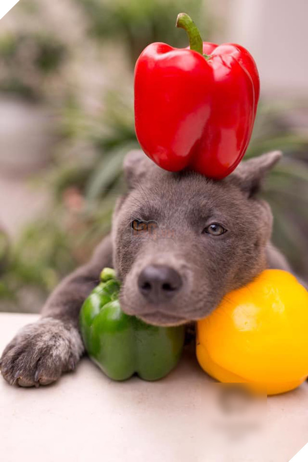 Idol Nguyễn Văn Dúi chuyển nghề làm mẫu ảnh, chẳng những quảng cáo rau củ quả còn lấn sân sang cả thời trang - Ảnh 2.