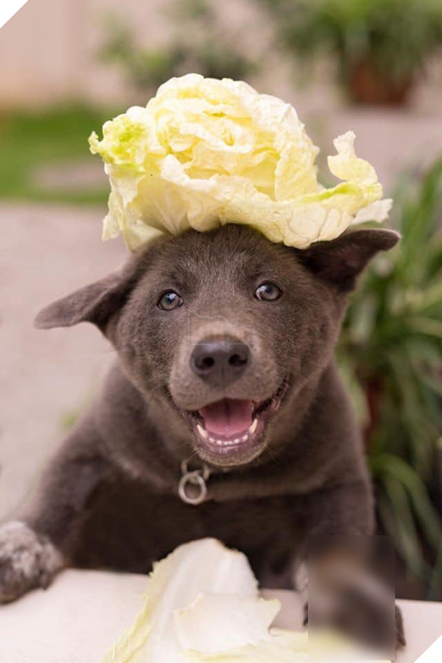 Idol Nguyễn Văn Dúi chuyển nghề làm mẫu ảnh, chẳng những quảng cáo rau củ quả còn lấn sân sang cả thời trang - Ảnh 3.