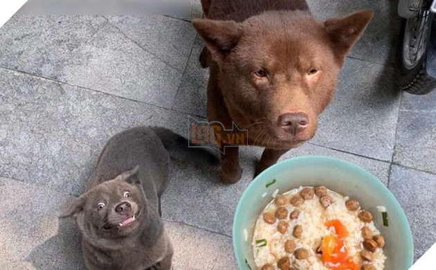  
Chân dung chú chó nâu được hỏi thăm nhiều hơn cả Dúi. (Ảnh: Gấu Mèo Bắc Mỹ)