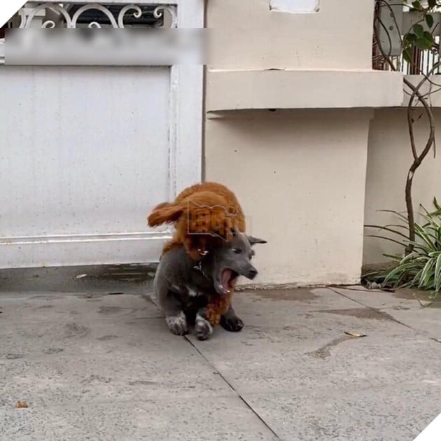  
Khi có đứa bạn thân cộc cằn y hệt nhau. (Ảnh: Gấu Mèo Bắc Mỹ)