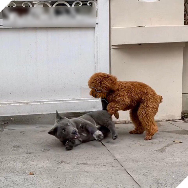  
"Lộ diện" hội bạn thân của Dúi. (Ảnh: Gấu Mèo Bắc Mỹ)