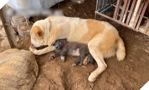  
Hóa ra là Dúi ta cũng có "thế lực chống lưng" không thua kém ai. (Ảnh: Gấu Mèo Bắc Mỹ)