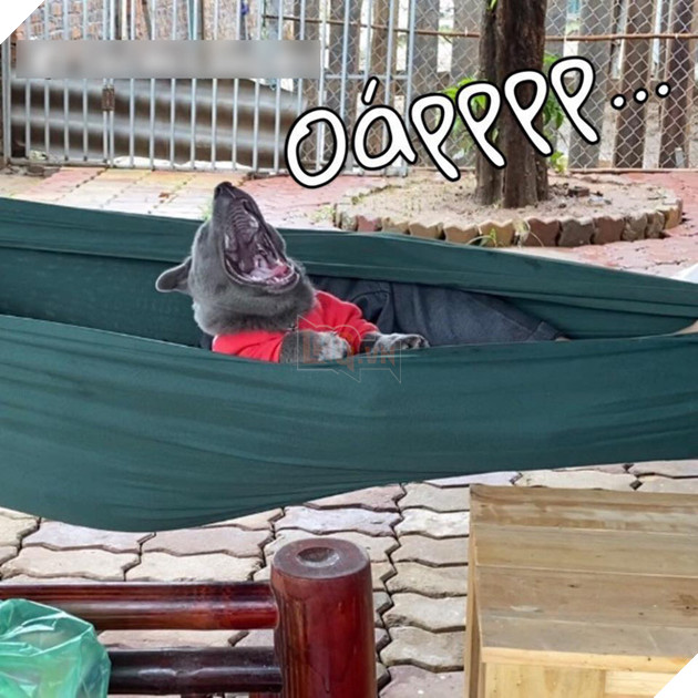  
Hình như cả ngày chỉ có mỗi việc ăn - chơi xong lại buồn ngủ nhỉ?! (Ảnh: Gấu Mèo Bắc Mỹ)