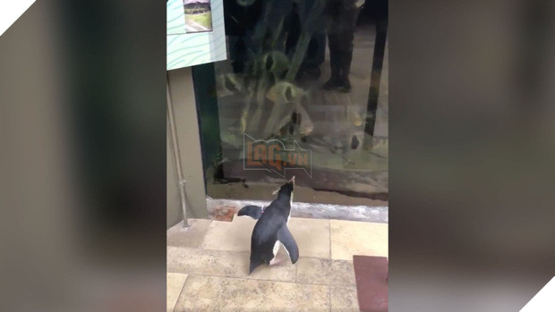 Thủy cung đóng cửa phòng dịch, chim cánh cụt tung tăng đi thăm quan và gặp gỡ các loài vật khác - Ảnh 1.