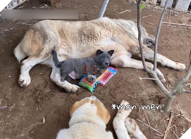 Có bạn thân đô con thế này bảo sao idol Nguyễn Văn Dúi lại vênh váo cà khịa cả mạng xã hội 7