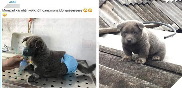 Nguyễn Văn Dúi là ai - Idol thú cưng cực dễ thương của giới trẻ Việt Nam 4