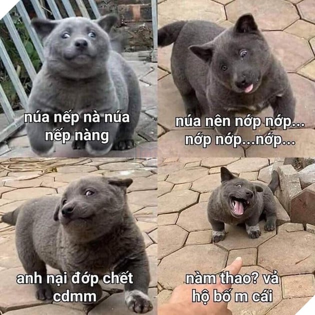 Nguyễn Văn Dúi là ai - Idol thú cưng cực dễ thương của giới trẻ Việt Nam