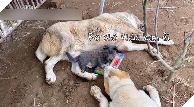 Có bạn thân đô con thế này bảo sao idol Nguyễn Văn Dúi lại vênh váo cà khịa cả mạng xã hội 8