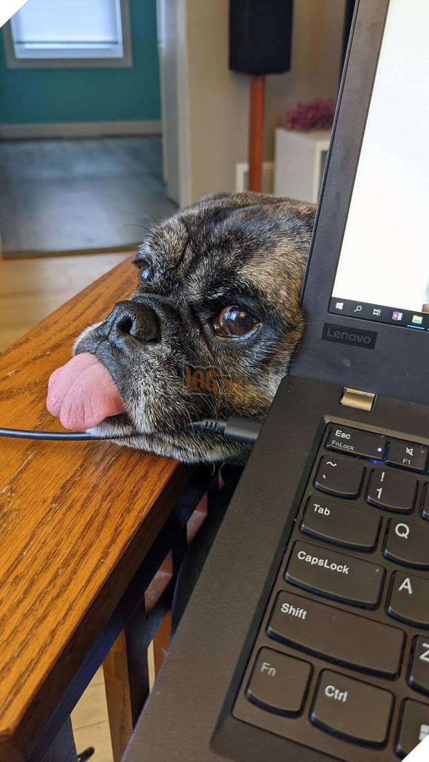 Ngàn lẻ một nỗi niềm của sen khi làm việc ở nhà cùng boss mùa Covid-19 - Ảnh 10.