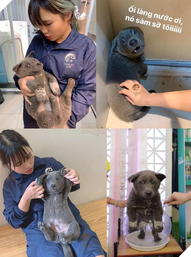 Nguyễn Văn Dúi là ai - Idol thú cưng cực dễ thương của giới trẻ Việt Nam 3