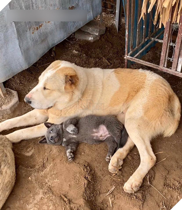 Có bạn thân đô con thế này bảo sao idol Nguyễn Văn Dúi lại vênh váo cà khịa cả mạng xã hội 4