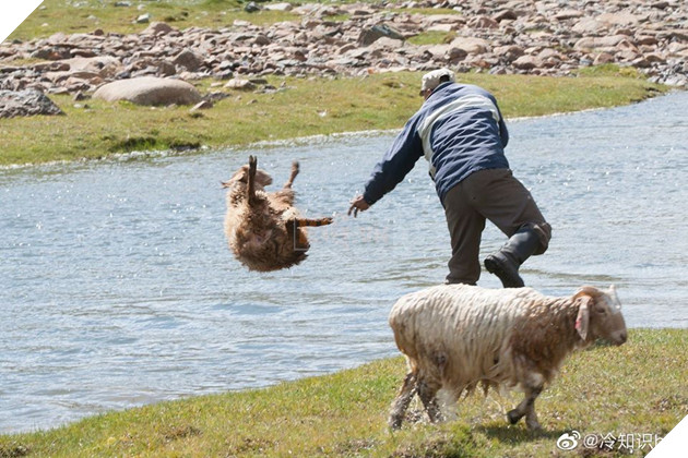 Cận cảnh tắm cừu tại Kazakhstan khiến CĐM cười điên đảo: Đây là bức ảnh phát ra âm thanh!