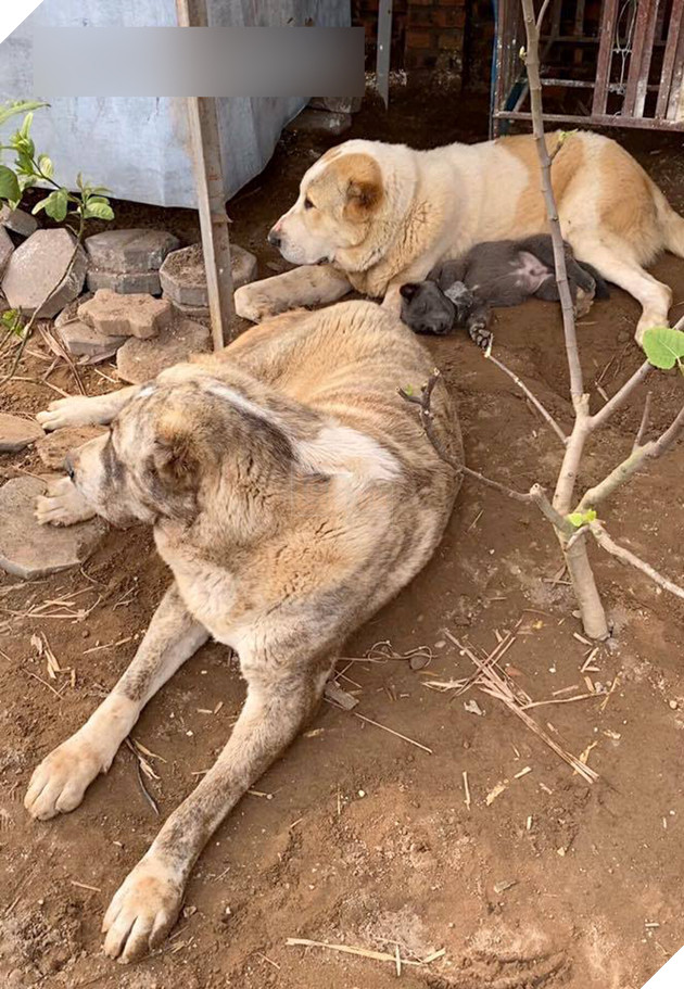 Có bạn thân đô con thế này bảo sao idol Nguyễn Văn Dúi lại vênh váo cà khịa cả mạng xã hội 5