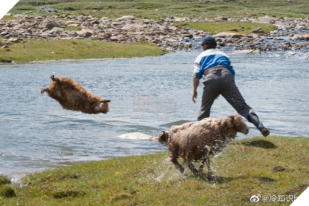 Cận cảnh tắm cừu tại Kazakhstan khiến CĐM cười điên đảo: Đây là bức ảnh phát ra âm thanh! 2