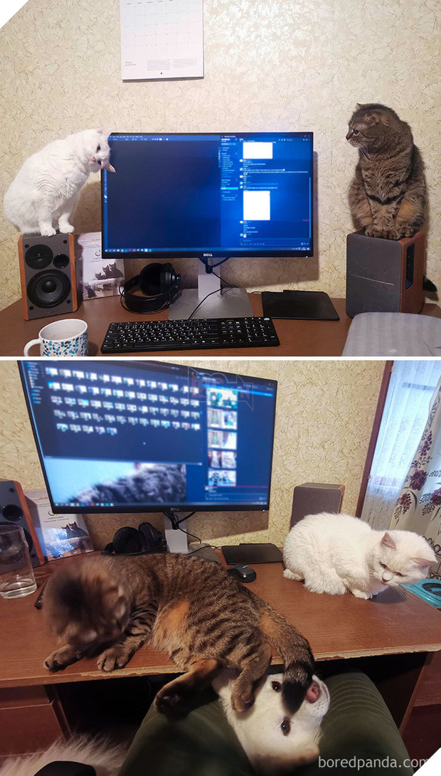 Ngàn lẻ một nỗi niềm của sen khi làm việc ở nhà cùng boss mùa Covid-19 - Ảnh 9.