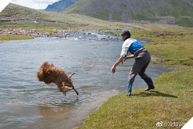Cận cảnh tắm cừu tại Kazakhstan khiến CĐM cười điên đảo: Đây là bức ảnh phát ra âm thanh! 3