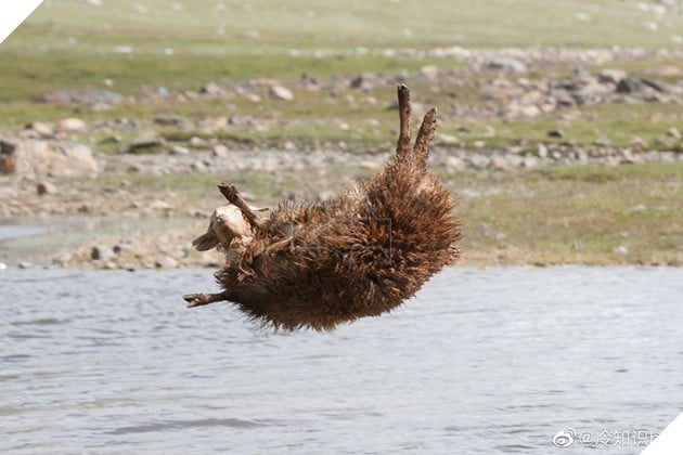 Cận cảnh tắm cừu tại Kazakhstan khiến CĐM cười điên đảo: Đây là bức ảnh phát ra âm thanh! 10