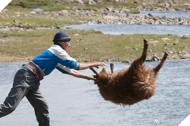 Cận cảnh tắm cừu tại Kazakhstan khiến CĐM cười điên đảo: Đây là bức ảnh phát ra âm thanh! 4