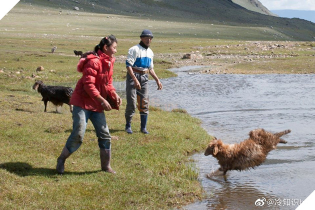 Cận cảnh tắm cừu tại Kazakhstan khiến CĐM cười điên đảo: Đây là bức ảnh phát ra âm thanh! 9